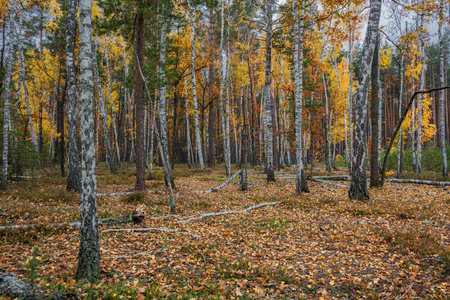 Autumn birch forest. Around a lot of yellow leaves. Overcast. Evening.の写真素材