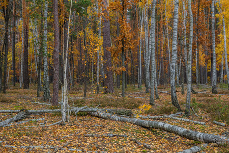 Autumn birch forest. Around a lot of yellow leaves. Overcast. Evening.の写真素材