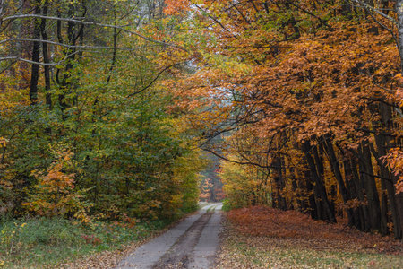 Autumn road in the evening in a deciduous forest. There are a lot of yellow leaves on the trees and on the ground. Dark weather.の写真素材