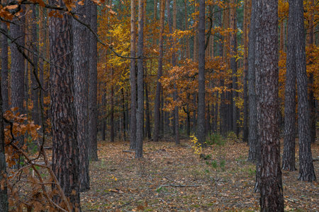 Trunks of pines in the autumn forest. In the background are trees with yellow leaves. Dark weather.の写真素材