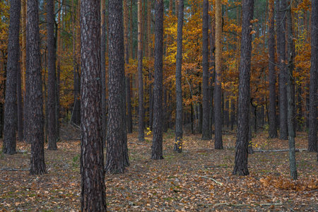 Trunks of pines in the autumn forest. In the background are trees with yellow leaves. Dark weather.の写真素材