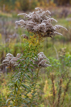 Dry fragrant plant. Close-up. autumnの写真素材