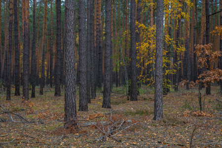 Trunks of pines in the autumn forest. In the background are trees with yellow leaves. Dark weather.の写真素材