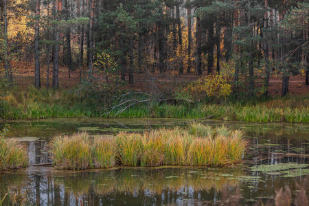 The islet of reeds in the autumn Lake in the middle of a forestの写真素材