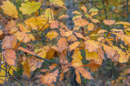 The colors of autumn. Yellow and red foliage in the autumn Park. Yellowed oak leavesの写真素材