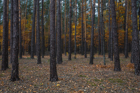 Trunks of pines in the autumn forest. In the background are trees with yellow leaves. Dark weather.の写真素材