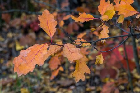 The colors of autumn. Yellow and red foliage in the autumn Park. Yellowed oak leavesの写真素材