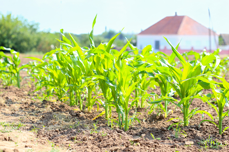 Young sprouts of corn in the ground. Cultivation of corn in rural areas.の写真素材