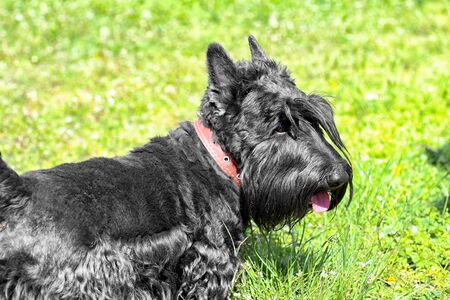 Black terrier on a green meadow on the hunt. The dog is a good pet.の写真素材