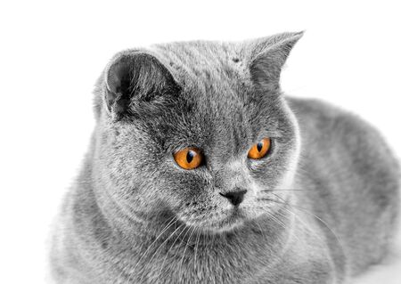 Face of a British cat closeup. A cat with intelligent eyes looks into the distance.の写真素材