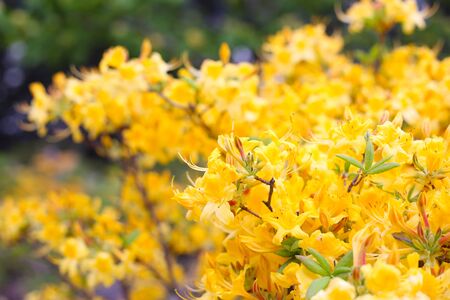 Yellow blooming rhododendron in a botanical park close-up. Yellow flowers on a green background.の写真素材