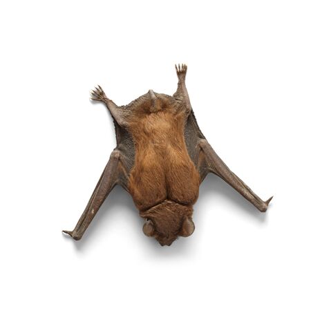 Rodent bat on a white background. Halloween bat on isolation. Sleeping bat with claws top viewの写真素材