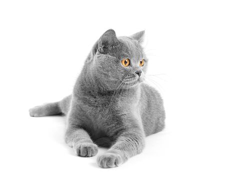 British purebred shorthair cat on a white background smiles like a Cheshire. A gray skittish cat is resting on isolation. Cat for advertising feedの写真素材