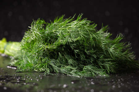A bunch of dill with water drops on a dark background close-up. Homemade dill on a black backgroundの写真素材