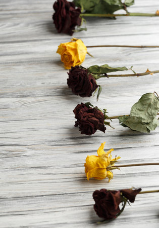 Dried branches of roses on light wooden background with place for text. Greeting card with dried roses on a backgroundの写真素材