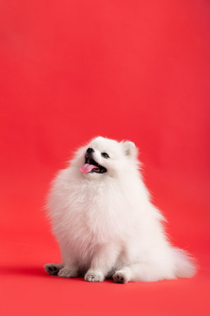 Portraite of cute fluffy puppy of pomeranian spitz. Little smiling dog sitting on bright trendy red background.の写真素材