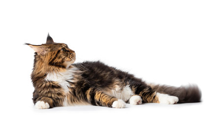 Adult purebred Maine Coon cat lies on a white background. Advertisement for cat food. Large fluffy thoroughbred cat isolated.の写真素材