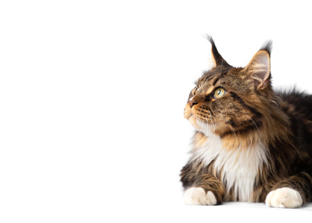 Adult purebred Maine Coon cat lies on a white background. Advertisement for cat food. Large fluffy thoroughbred cat isolated.の写真素材