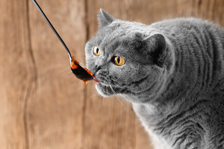 A gray British cat is happy to eat red salmon caviar from a black spoon on a wooden background. The cat eats seafood.の写真素材