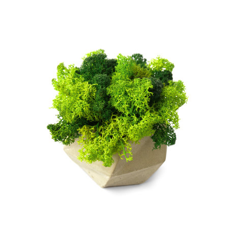 Stabilized green moss in a gray concrete flowerpot on a white background. home decor. Indoor flowers that do not require watering.の写真素材