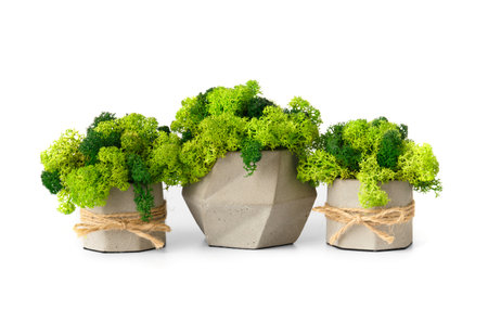 Stabilized green moss in gray decorated flowerpots on a white background. home decor. Indoor flowers that do not require watering.の写真素材
