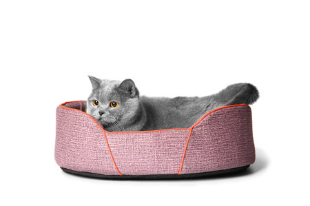 British cat lies in a soft pet bed on a white background, pet accessories.の写真素材