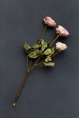 Dried rose branch on black background top view. The concept of loneliness or age. Unhappy love. A...