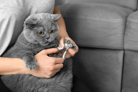 cat nail trimming. The veterinarian trims the nails of a British breed cat. pet care. The girl cuts the claws of a gray cat close-up. A tool for cutting the claws of animals in the hands of a close-upの写真素材