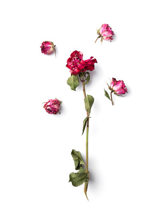 Dead rose isolated. Dry pink rose on a white background from above.Concept of loneliness or age. Unhappy love. A loss. sadness.の写真素材