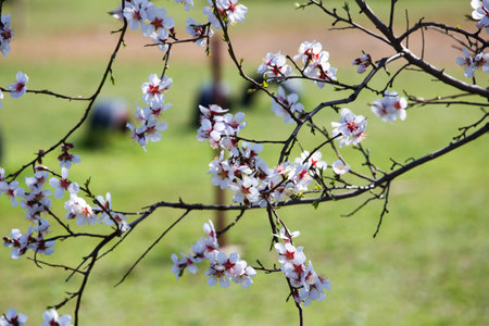 A blooming apple tree in spring. White apple tree flowers on a branch against a background of green leaves.の写真素材