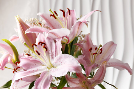 Blooming pink lilies and an unopened bud close-up on a white background. Bouquet of beautiful large lily flowers.の写真素材