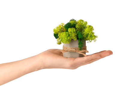Stabilized green moss in a gray cement pot on white isolated. A cute pot with stabilized moss for the home in the palm of a woman. Indoor flowers that do not require watering.の写真素材