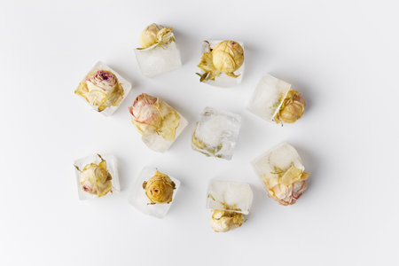 Conceptual composition rose buds in ice cubes on white isolation, roses frozen in ice.の写真素材