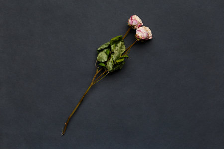 Dried rose branch on black background top view with space for text. The concept of loneliness or age. Unhappy love. A loss. sadness.の写真素材