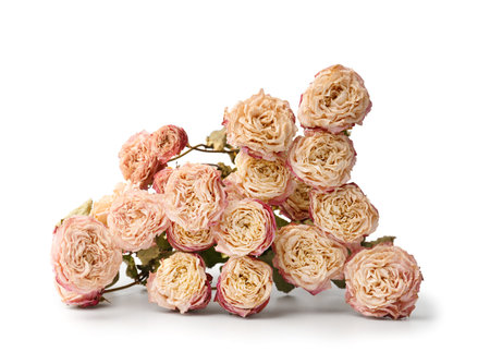 Dried rose branches isolated on white background close-up. The concept of loneliness or age. Unhappy love. A loss. sadness.の写真素材