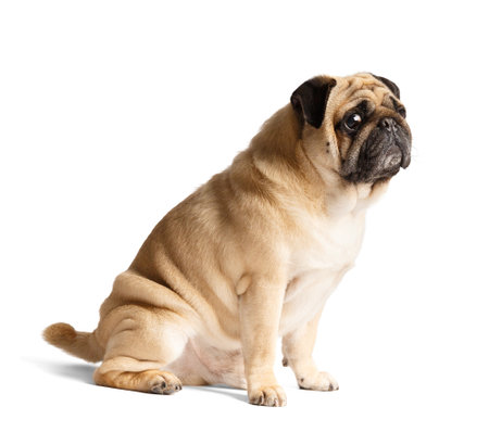 Pedigree purebred cute friendly funny Pug sits and looks interestedly to the side, isolated on a white background.の写真素材
