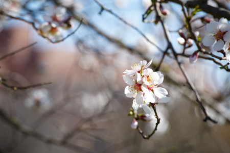 fruit trees bloom in spring. Apricot flowers on branch against blue sky. Nature, environmentally friendly world.の写真素材