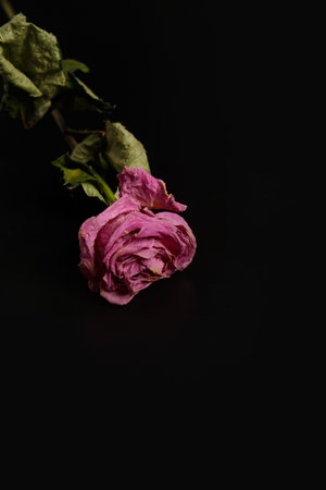 Dry pink rose on a black background. Single dead rose close up, copy space. The concept of loneliness, age, sadness, unhappy love, loss.の写真素材