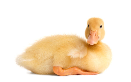 Funny, cute little duckling on a white background. domestic bird.の写真素材