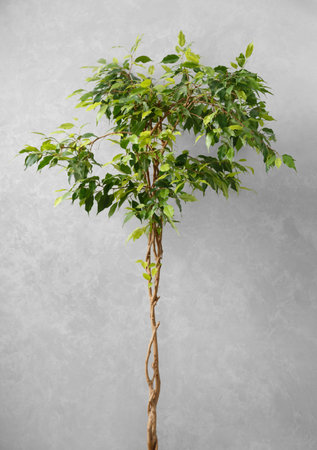 A tall ficus Benjamin with a beautifully interlaced trunk in a flowerpot against a gray wall in the living room. House design, interior, indoor plants.の写真素材