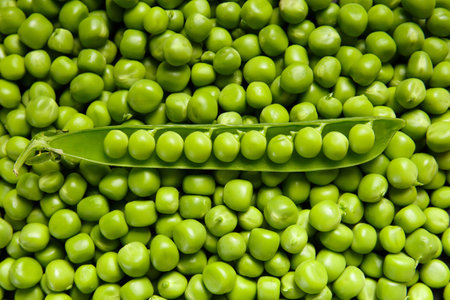 Background of fresh green peas, an open pod lies on the grains of peeled sweet peas, top view, close-up. Vegetable background, vegetable protein, healthy products.の写真素材