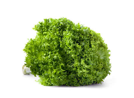 Fresh appetizing green lettuce salad, a large bunch of crispy lettuce leaves on a white background. Useful products, vegetarianism, a source of vitamins and trace elements.の写真素材