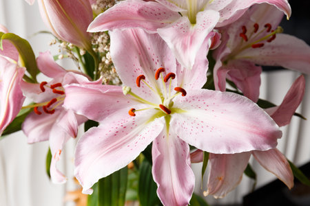 Bouquet of pink lilies on a white background close-up. Lily flowers as a background.の写真素材
