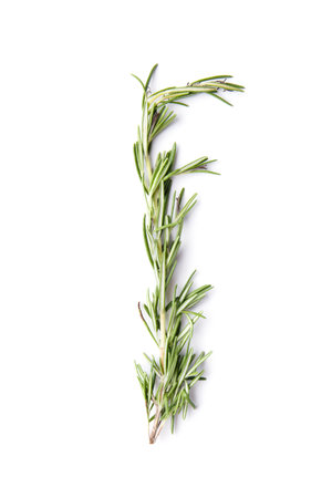 Branch of fresh green rosemary isolated on white background. Fragrant herbs and spices, medicinal herbs. A sprig of rosemary.の写真素材