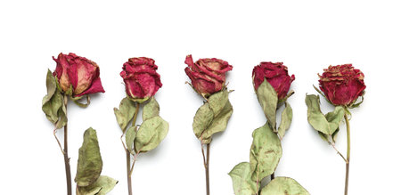 Dry pink roses on a white background, top view, copy space. Dead roses close up. The concept of loneliness, age, sadness, old age, unhappy love, loss.の写真素材