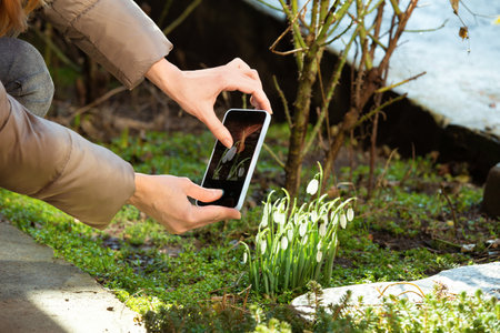A girl photographs blooming snowdrops on a mobile phone in the spring outdoors. Women's hands take a picture of snowdrops on the phone.の写真素材