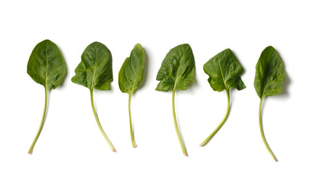 Spinach leaf isolated on white background. Fresh green baby spinach Top view. Flat lay.の写真素材