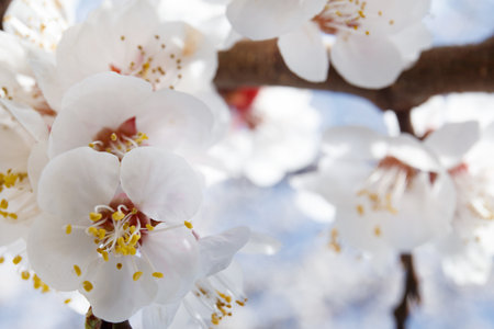 Fruit trees bloom in spring. Apricot flowers on branch against blue sky. Nature, environmentally friendly world.の写真素材