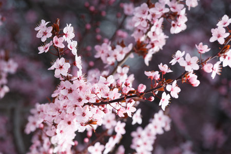 Branches of blooming ornamental Pissardi plum strewn with pink flowers. Spring floral background. Blooming plum close-up. Red and black cherry plum.の写真素材