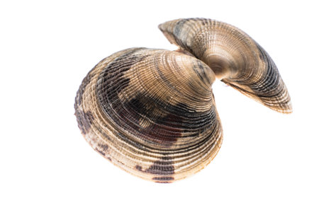 Venerupis decussata cross-cut carpet shell on the white backgroundの写真素材